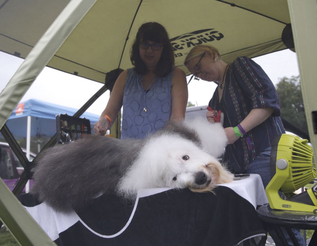 The sheepdog is lounging on a table while being groomed.